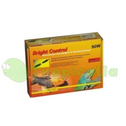 Lucky Reptile Bright...