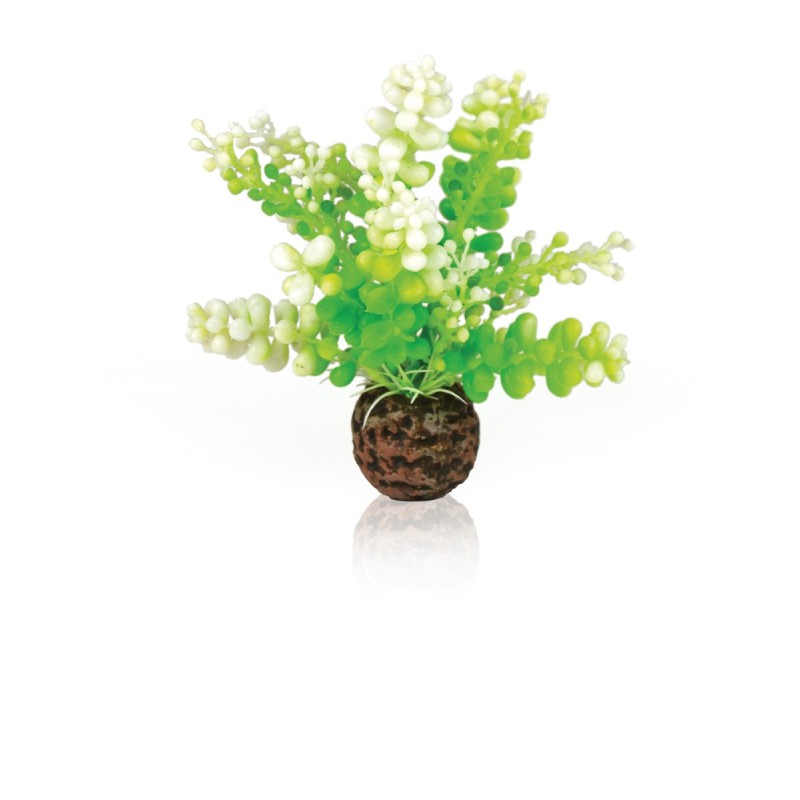 biOrb Caulerpa verde