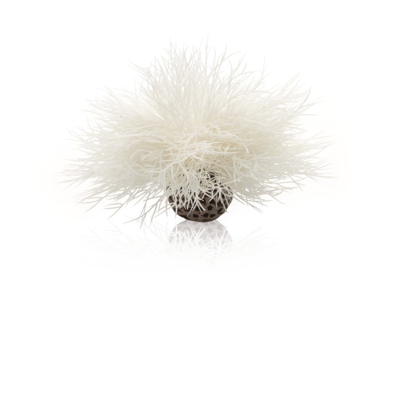 biOrb giglio marino bianco