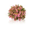 biOrb pianta sferica rosa