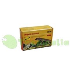 Lucky Reptile Bright...