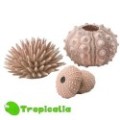 Biorb Kit 3 Sea Urchins Natural - Ricci Di Mare