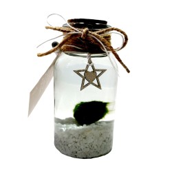 Marimo bianco con stella