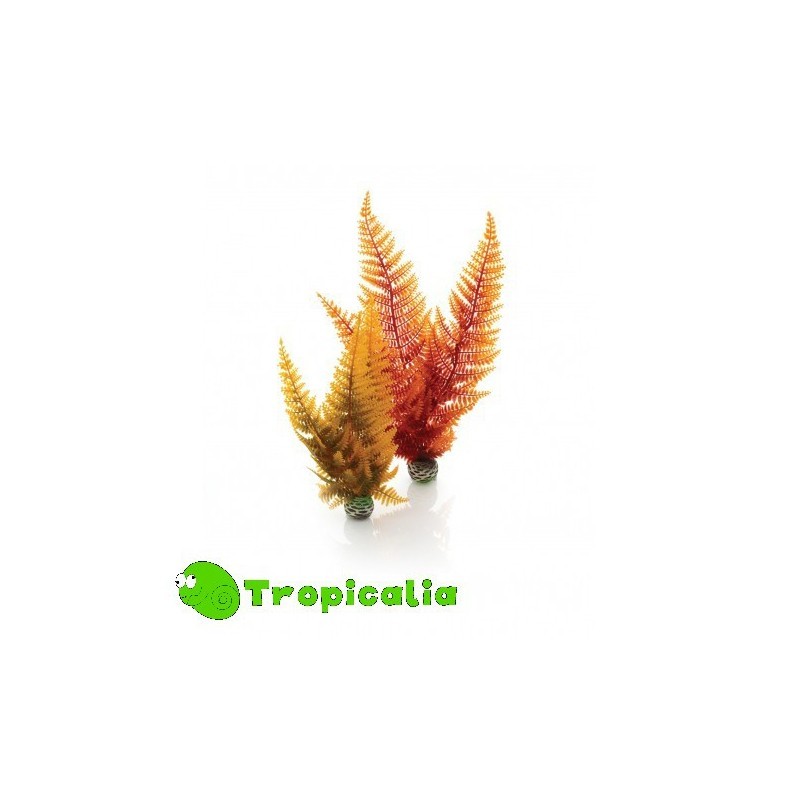 Biorb  Aquatic Autumn Fern Set - Kit 2 Felci Autunnali