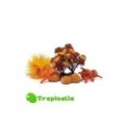 Biorb Set Decorazione Autumn Per 15l