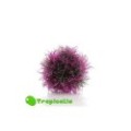 Biorb  Aquatic Colour Ball - Pianta Sferica Porpora