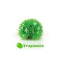Biorb Pianta Topiaria Con Margherite