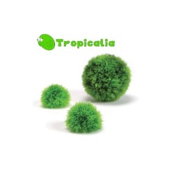 Biorb Piante Topiarie...