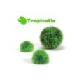 Biorb Piante Topiarie Acquatiche 3 Verdi
