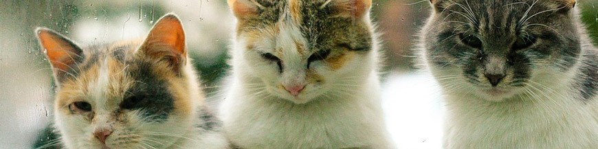 Prodotti ed accessori per gatti