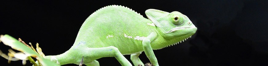 Prodotti ed accessori per rettili e anfibi