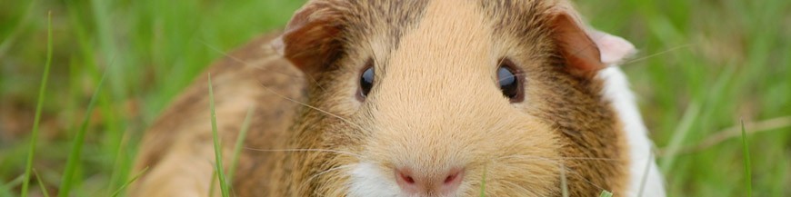 Prodotti ed accessori per roditori