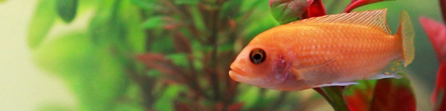 Prodotti ed accessori per pesci tropicali di acqua dolce e marino